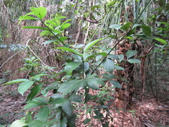 Nectandra