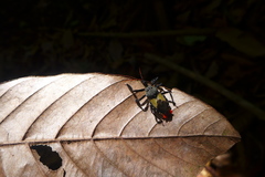 Apiomerus vexillarius