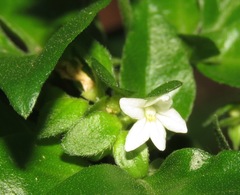 Ertela trifolia