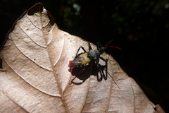 Apiomerus vexillarius