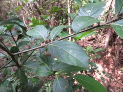 Nectandra