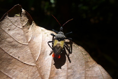 Apiomerus vexillarius