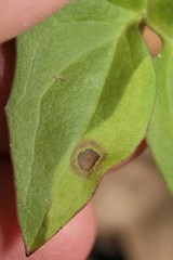 Puccinia maculosa