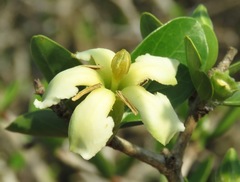 Sphinctanthus microphyllus