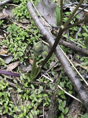 Thalictrum thalictroides