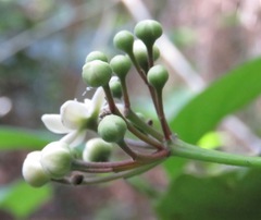 Nectandra