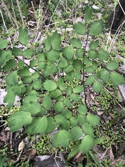Thalictrum thalictroides