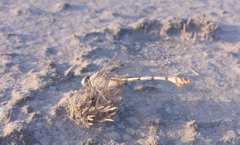 Lindenia tetraphylla