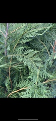 Cupressus × leylandii