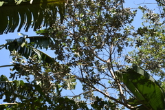 Conocarpus erectus sericeus