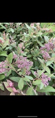Magnoliopsida