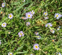 Chaetopappa bellidifolia