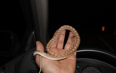 Arizona elegans eburnata
