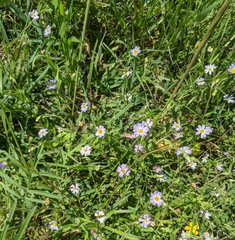 Chaetopappa bellidifolia