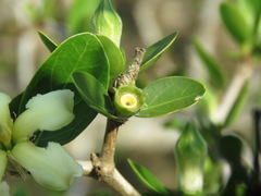 Sphinctanthus microphyllus