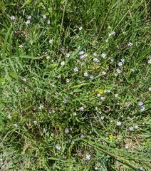 Chaetopappa bellidifolia