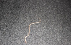 Arizona elegans eburnata