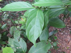 Nectandra