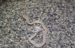 Arizona elegans eburnata