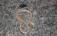 Arizona elegans eburnata