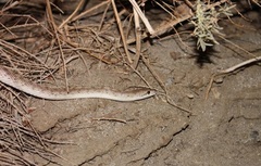 Arizona elegans eburnata