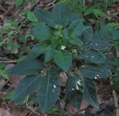 Ertela trifolia