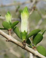 Sphinctanthus microphyllus