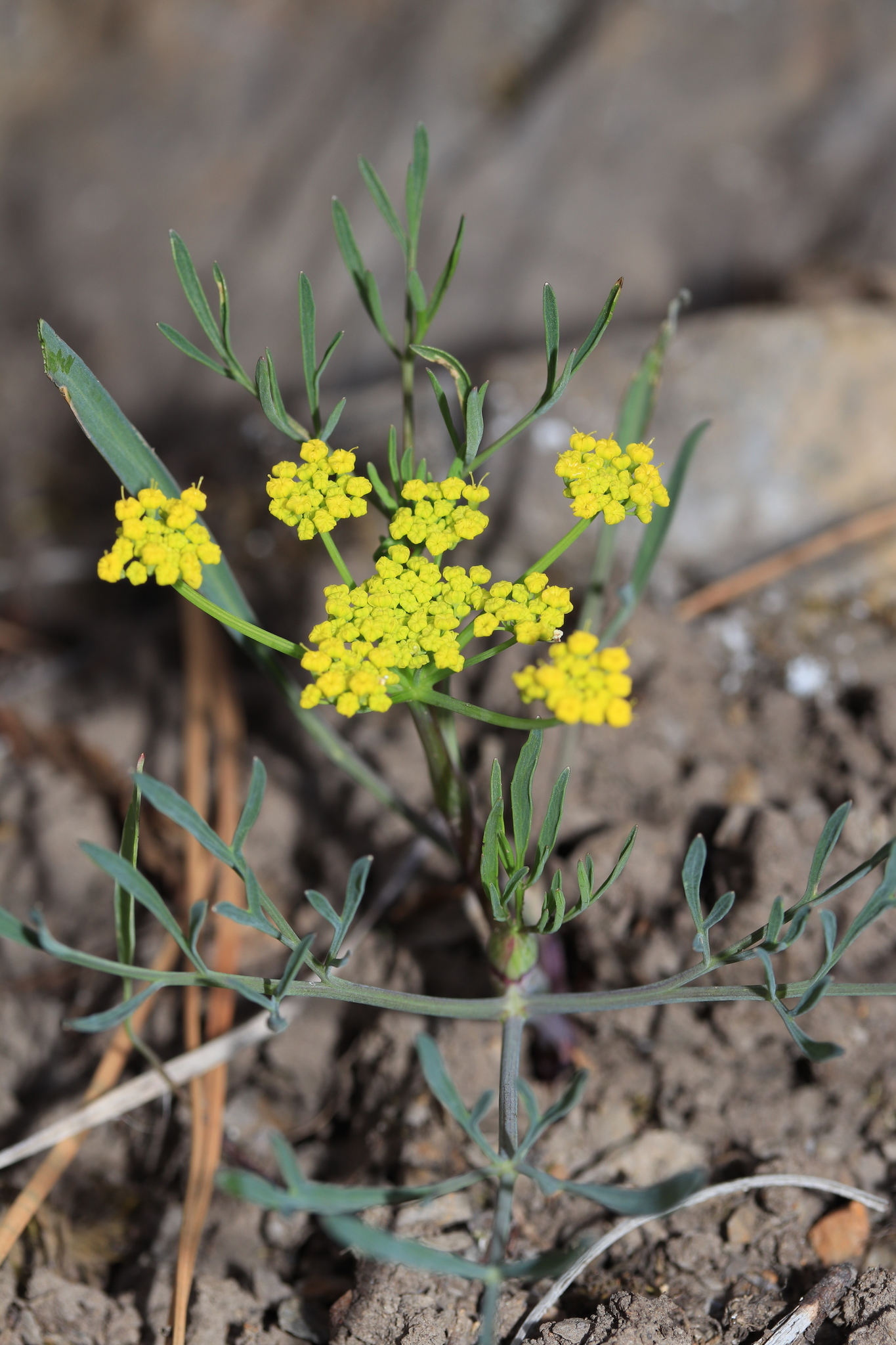 Lomatium ambiguum