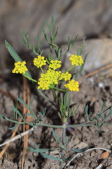 Lomatium triternatum triternatum