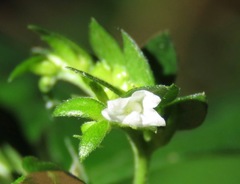 Ertela trifolia