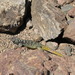 Copahue Chuckwalla - Photo (c) Guillermo Debandi, some rights reserved (CC BY), uploaded by Guillermo Debandi
