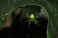 Araneus uniformis