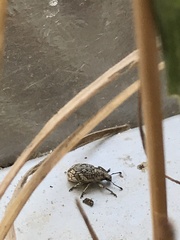 Graphorhinus vadosus