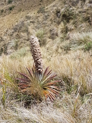 Puya clava-herculis