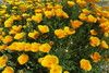 California Poppy - Photo (c) John Barkla, some rights reserved (CC BY), uploaded by John Barkla