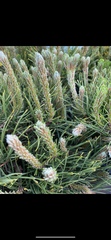 Pinaceae