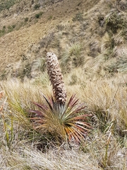 Puya clava-herculis