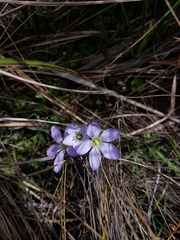 Gentianella cerastioides