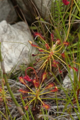 Drosera glabripes