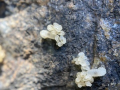 Camponotus semitestaceus