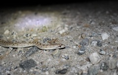 Arizona elegans eburnata