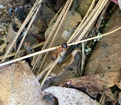 Camponotus semitestaceus
