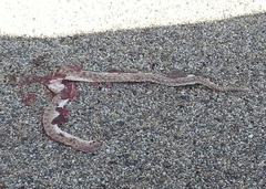 Arizona elegans eburnata