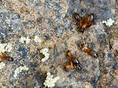 Camponotus semitestaceus