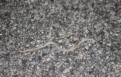 Arizona elegans eburnata