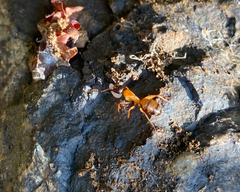 Camponotus semitestaceus