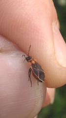 Ochrimnus lineoloides