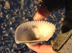 Anadara secticostata