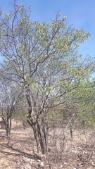 Aspidosperma pyrifolium
