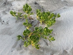 Scaevola plumieri